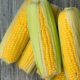 fresh corn stand corn available in Kawartha Lakes