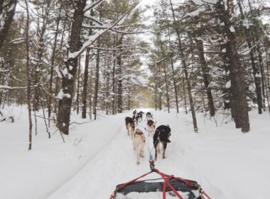 dog sledding, one of the things to do in Kawartha Lakes during the winter