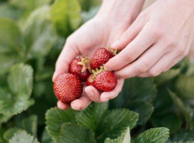 person strawberry picking at a Kawartha Lakes pick-your-own strawberry farm