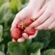 person strawberry picking at a Kawartha Lakes pick-your-own strawberry farm