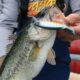 fisherman holding bass caught after using advice from a local Kawartha Lakes bait and tackle shop