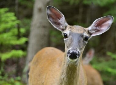 deer discovering things to do in the Kawartha Lakes