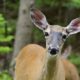 deer discovering things to do in the Kawartha Lakes