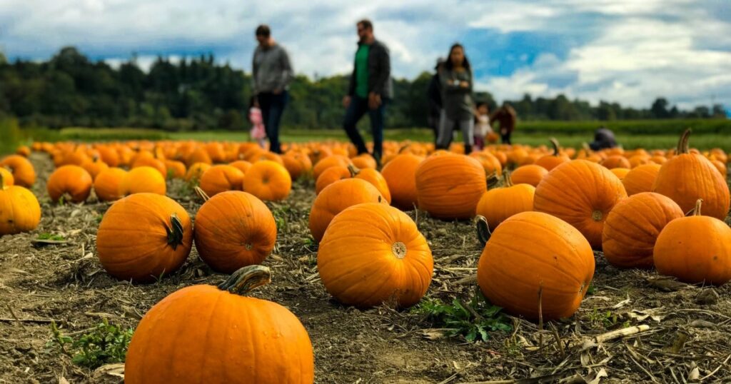 kawarthas pumpkin patch