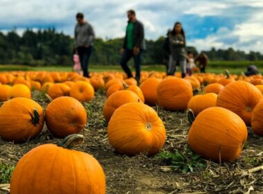 kawarthas pumpkin patch