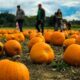 kawarthas pumpkin patch